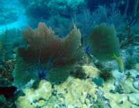 Great day of scuba diving in Key Largo with Rainbow Reef on snapper ledge tropical adventure 2014 02 23 r163 1