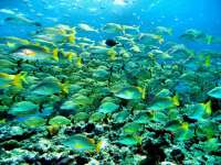 Great day of scuba diving in Key Largo with Rainbow Reef on snapper ledge tropical adventure 2014 02 23 r163 3