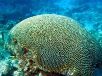 Great day of scuba diving in Key Largo with Rainbow Reef on snapper ledge tropical adventure 2014 02 23 r163 4