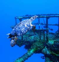 Great day of scuba diving in Key Largo with Rainbow Reef on uscgc duane tropical adventure 2014 02 03 r135 2