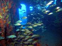 Great day of scuba diving in Key Largo with Rainbow Reef on uscgc duane tropical adventure 2014 02 03 r135 3