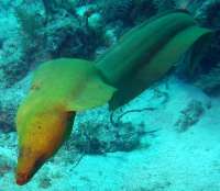 Great day of scuba diving in Key Largo with Rainbow Reef on winch hole tropical adventure 2014 02 10 r144 2