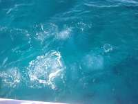 Great day of scuba diving in Key Largo with Rainbow Reef on snapper ledge tropical adventure 2014 01 17 r123 2