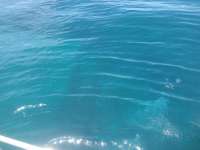 Great day of scuba diving in Key Largo with Rainbow Reef on benwood wreck tropical odyssey 2014 07 28 r562 1