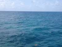 Great day of scuba diving in Key Largo with Rainbow Reef on christmastree cave tropical odyssey 2014 07 10 r476 3
