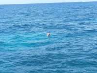 Great day of scuba diving in Key Largo with Rainbow Reef on drift french tropical voyager 2014 07 06 r458 1