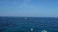 Great day of scuba diving in Key Largo with Rainbow Reef on eagle ray alley tropical adventure 2014 07 19 r520 1