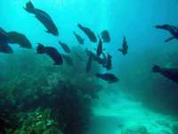 Great day of scuba diving in Key Largo with Rainbow Reef on eagle ray alley tropical odyssey 2014 07 24 r547 2