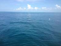Great day of scuba diving in Key Largo with Rainbow Reef on french reef tropical adventure 2014 07 20 r527 1