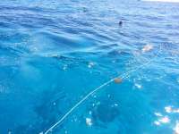 Great day of scuba diving in Key Largo with Rainbow Reef on french reef tropical voyager 2014 07 13 r491 1