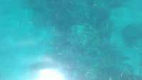 Great day of scuba diving in Key Largo with Rainbow Reef on french twist tropical voyager 2014 07 28 r560 1
