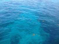 Great day of scuba diving in Key Largo with Rainbow Reef on molasses reef tropical odyssey 2014 07 19 r521 2