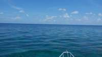 Great day of scuba diving in Key Largo with Rainbow Reef on pickles reef tropical odyssey 2014 07 20 r529 1