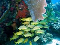 Great day of scuba diving in Key Largo with Rainbow Reef on snapper ledge tropical odyssey 2014 07 04 r448 3
