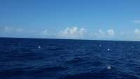 Great day of scuba diving in Key Largo with Rainbow Reef on spiegel grove tropical adventure 2014 07 23 r541 1