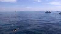 Great day of scuba diving in Key Largo with Rainbow Reef on uscgc bibb tropical adventure 2014 07 30 r570 1