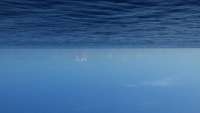Great day of scuba diving in Key Largo with Rainbow Reef on uscgc duane tropical adventure 2014 07 28 r559 1