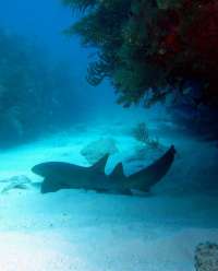 Great day of scuba diving in Key Largo with Rainbow Reef on winch hole tropical odyssey 2014 07 17 r515 3