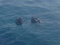 Great day of scuba diving in Key Largo with Rainbow Reef on christmastree cave tropical odyssey 2014 06 09 r354 1