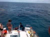 Great day of scuba diving in Key Largo with Rainbow Reef on christmastree cave tropical voyager 2014 06 01 r333 1