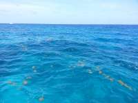 Great day of scuba diving in Key Largo with Rainbow Reef on christmastree cave tropical voyager 2014 06 14 r375 1