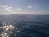 Great day of scuba diving in Key Largo with Rainbow Reef on eagle ray alley tropical adventure 2014 06 28 r419 1