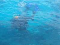 Great day of scuba diving in Key Largo with Rainbow Reef on fire coral cave tropical voyager 2014 06 07 r349 1