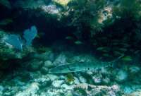 Great day of scuba diving in Key Largo with Rainbow Reef on french reef tropical odyssey 2014 06 01 r332 1