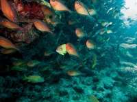 Great day of scuba diving in Key Largo with Rainbow Reef on french reef tropical odyssey 2014 06 01 r332 2