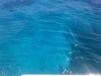 Great day of scuba diving in Key Largo with Rainbow Reef on french reef tropical odyssey 2014 06 22 r402 1