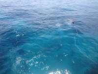 Great day of scuba diving in Key Largo with Rainbow Reef on molasses reef tropical odyssey 2014 06 30 r430 1