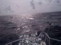 Great day of scuba diving in Key Largo with Rainbow Reef on spiegel grove tropical adventure 2014 06 15 r376 1