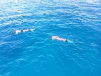 Great day of scuba diving in Key Largo with Rainbow Reef on woodys tropical voyager 2014 06 22 r401 1