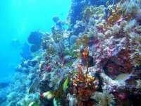 Great day of scuba diving in Key Largo with Rainbow Reef on conch pillars tropical adventure 2014 03 01 r174 1