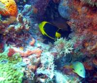 Great day of scuba diving in Key Largo with Rainbow Reef on conch pillars tropical adventure 2014 03 01 r174 2