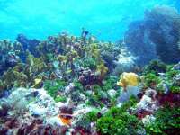 Great day of scuba diving in Key Largo with Rainbow Reef on conch pillars tropical adventure 2014 03 01 r174 3