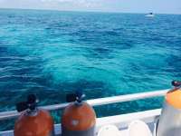 Great day of scuba diving in Key Largo with Rainbow Reef on eagle ray alley tropical odyssey 2014 03 20 r209 2