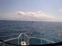 Great day of scuba diving in Key Largo with Rainbow Reef on molasses reef tropical adventure 2014 03 22 r215 1