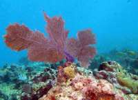 Great day of scuba diving in Key Largo with Rainbow Reef on north star tropical adventure 2014 03 05 r181 1