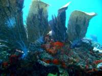Great day of scuba diving in Key Largo with Rainbow Reef on north star tropical adventure 2014 03 05 r181 2