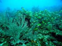 Great day of scuba diving in Key Largo with Rainbow Reef on snapper ledge tropical adventure 2014 03 09 r189 1