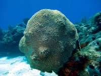 Great day of scuba diving in Key Largo with Rainbow Reef on snapper ledge tropical adventure 2014 03 09 r189 4