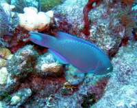 Great day of scuba diving in Key Largo with Rainbow Reef on christmastree cave tropical odyssey 2014 05 04 r282 1