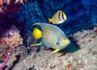 Great day of scuba diving in Key Largo with Rainbow Reef on christmastree cave tropical odyssey 2014 05 04 r282 2