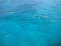Great day of scuba diving in Key Largo with Rainbow Reef on snapper ledge tropical odyssey 2014 05 30 r324 3