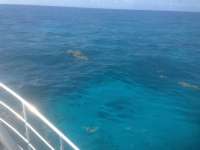 Great day of scuba diving in Key Largo with Rainbow Reef on snapper ledge tropical odyssey 2014 05 30 r324 4