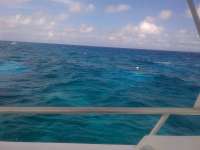 Great day of scuba diving in Key Largo with Rainbow Reef on spanish anchor tropical odyssey 2014 05 15 r293 1