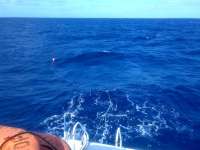 Great day of scuba diving in Key Largo with Rainbow Reef on uscgc duane tropical adventure 2014 05 19 r298 1