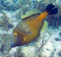 Great day of scuba diving in Key Largo with Rainbow Reef on benwood wreck tropical odyssey 2014 11 24 r993 1