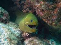 Great day of scuba diving in Key Largo with Rainbow Reef on benwood wreck tropical odyssey 2014 11 24 r993 2